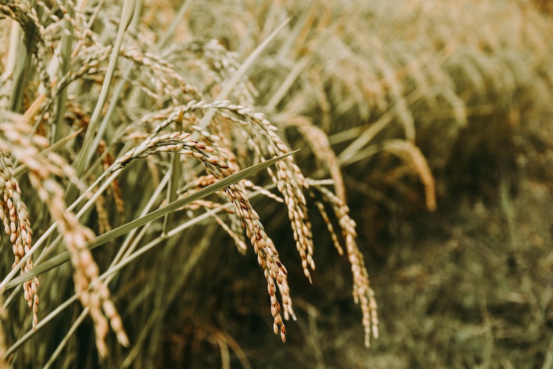 sandy ravaloniaina rARwqh9IXEE unsplash