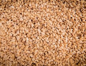 sesame 1627009 1280