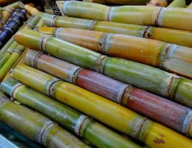 sugar cane 276242 1280