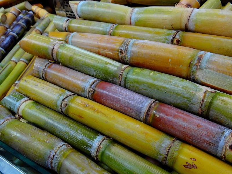 sugar cane 276242 1280