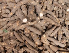 manioc flour sergipe 376ea0 1024