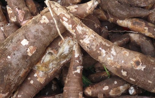 Praia Manioc