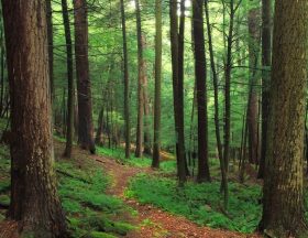 foret