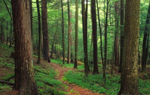 foret