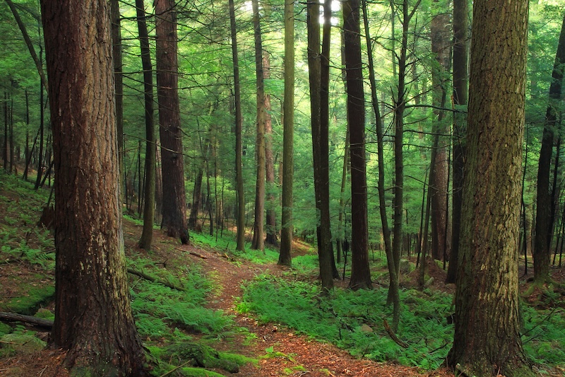 foret