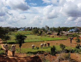 Agriculture en côte d'ivoire