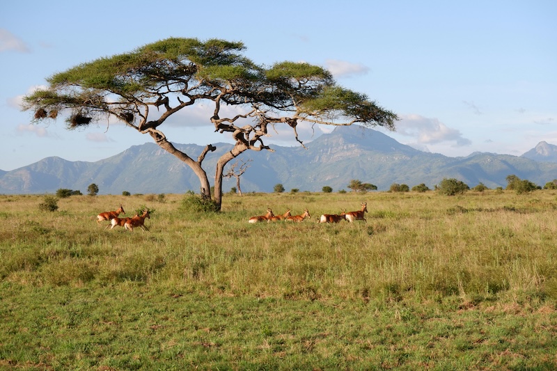 free photo of paysage montagnes arbre animaux