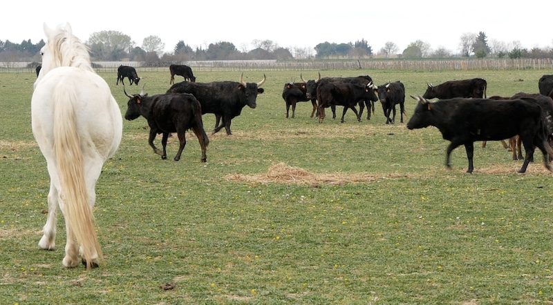 PETR vidourle camargue traditions camargaises 3
