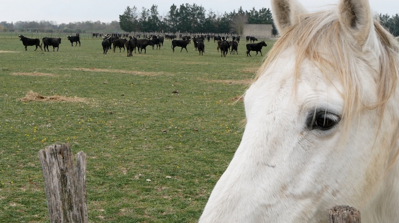PETR vidourle camargue traditions camargaises