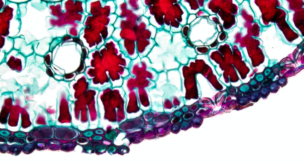 biologie cellules