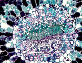 cellules