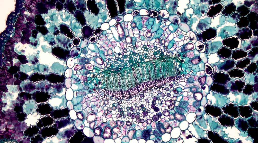 cellules