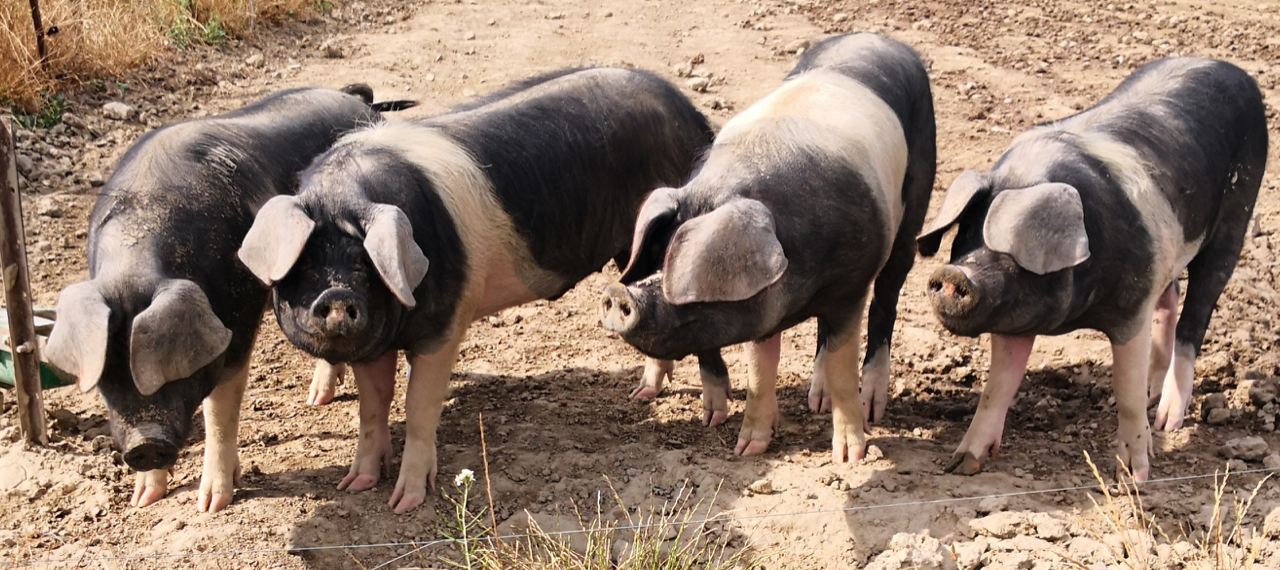 cochons