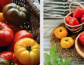 tomates