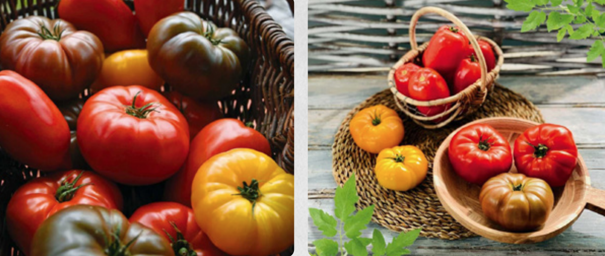 tomates