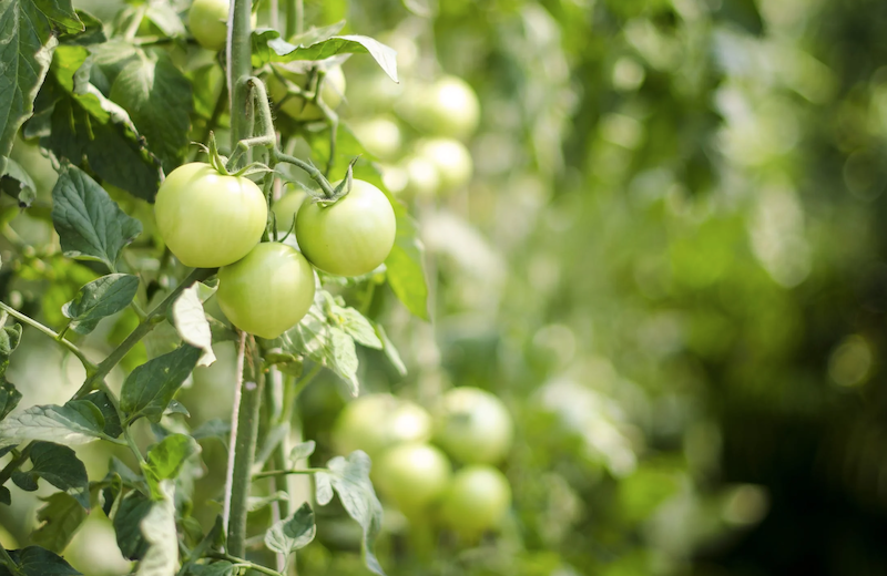 tomates2