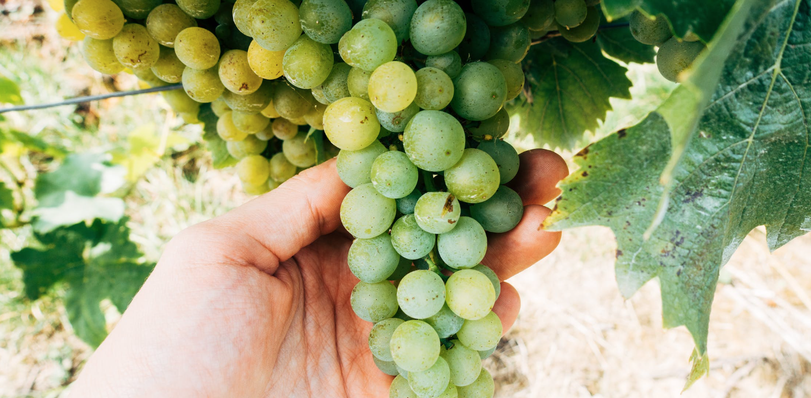 VITICULTURE