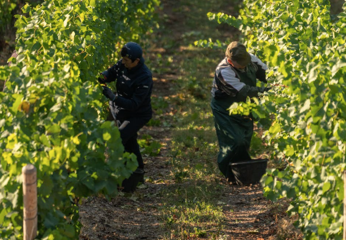 viticulture2