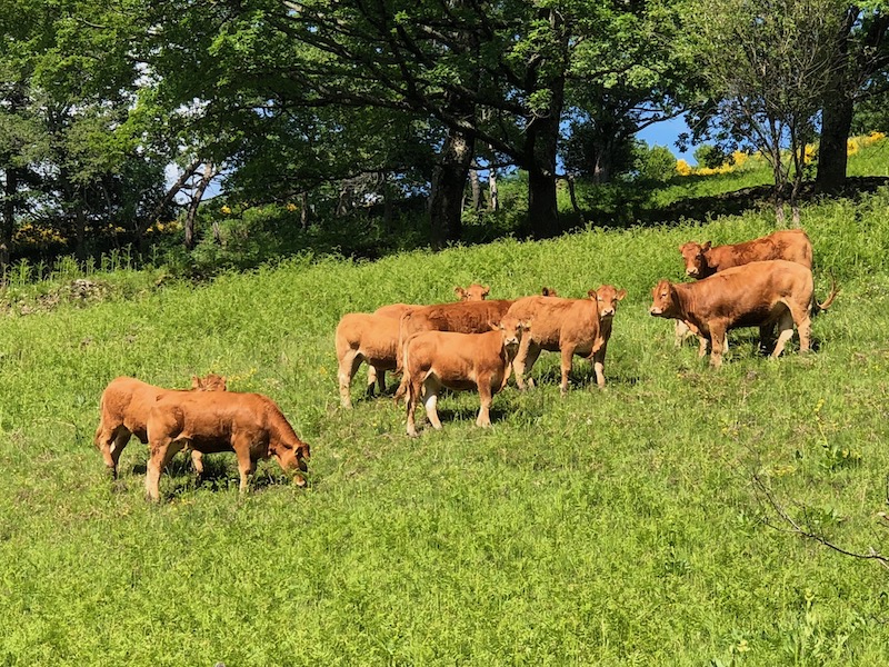 Vaches aveyron ©Jeremy Flament