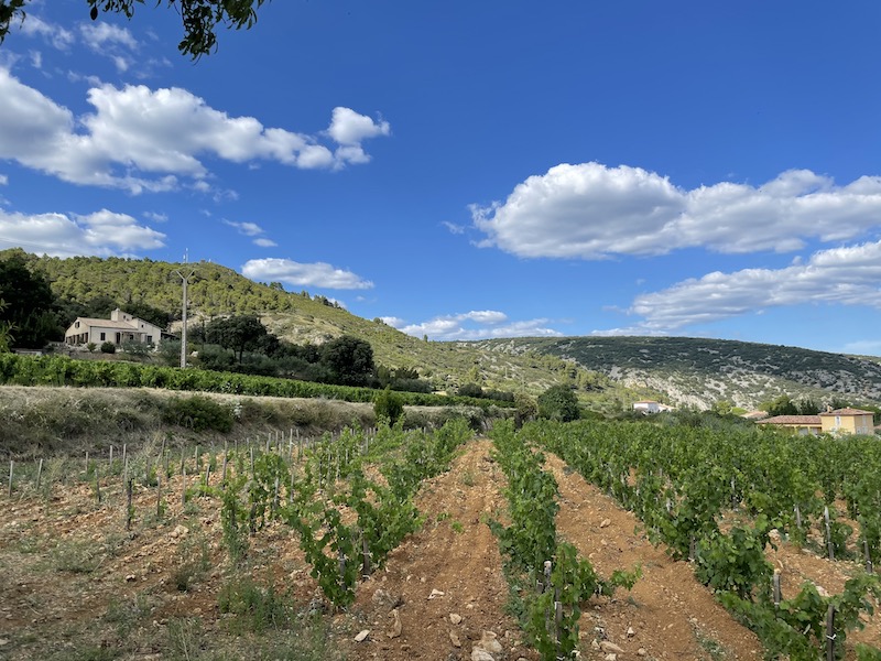 Vignes ©Jeremy Flament