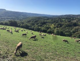 elevage brebris lozere ©Jeremy Flament