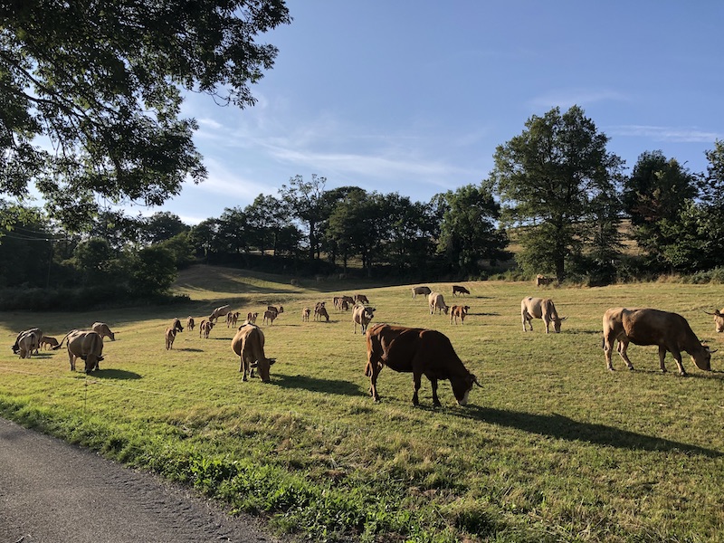 Agriculture vache