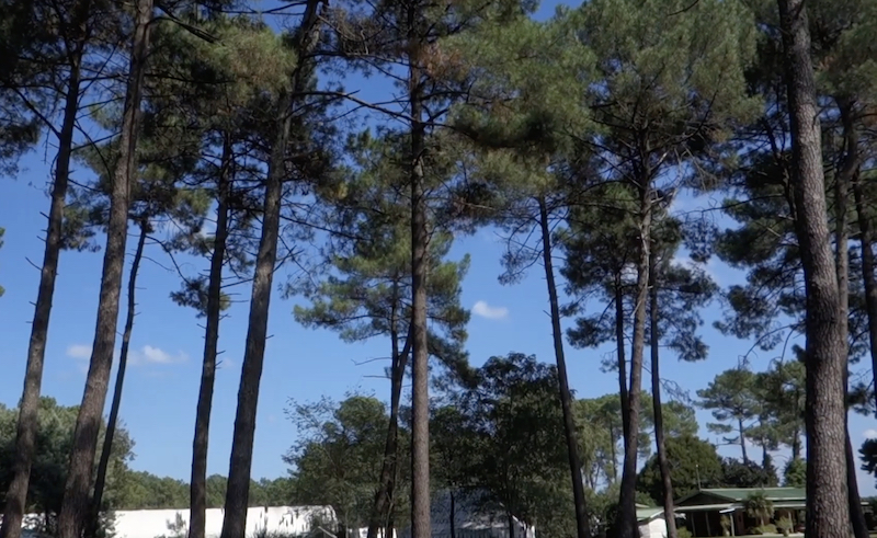 Foret NV 2
