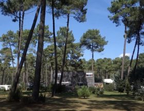 NV foret