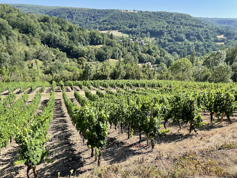Vignes ©Jeremy Flament