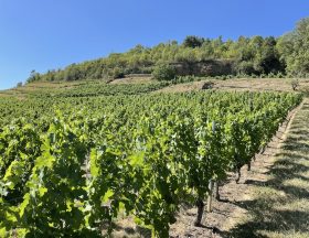 Viticulture nouvelle aquitaine 1