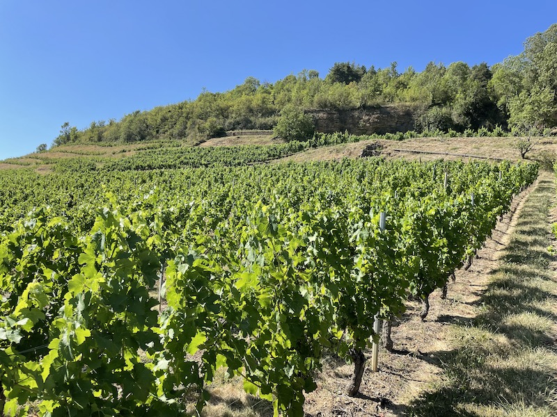Viticulture nouvelle aquitaine 1