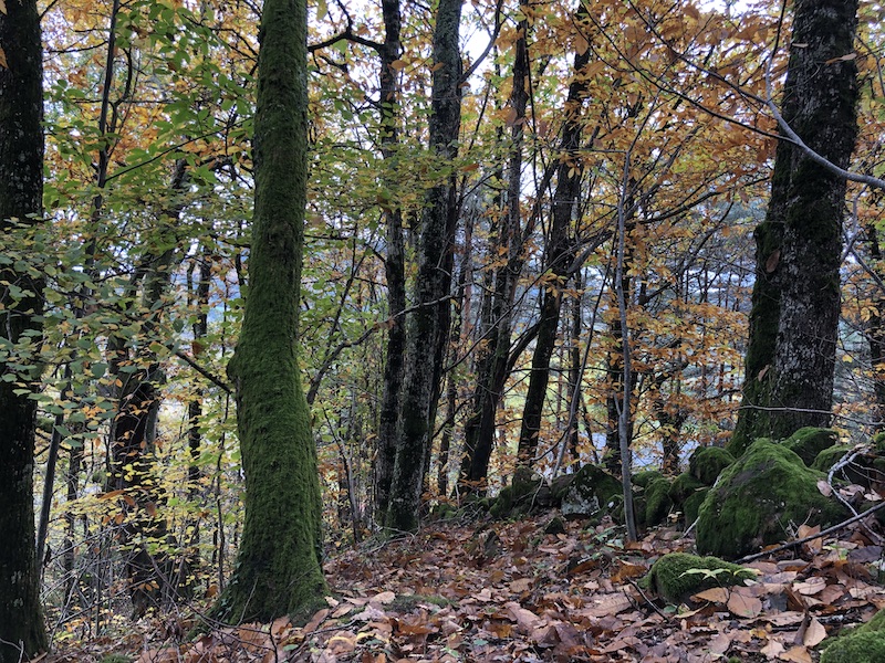 AURA Foret groupe thebaud