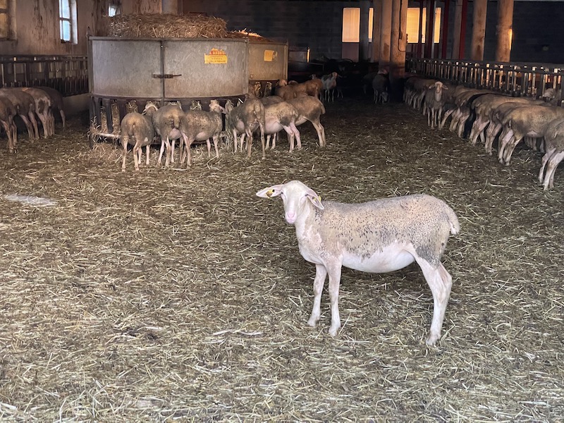 Ferme ovins ©Jeremy Flament