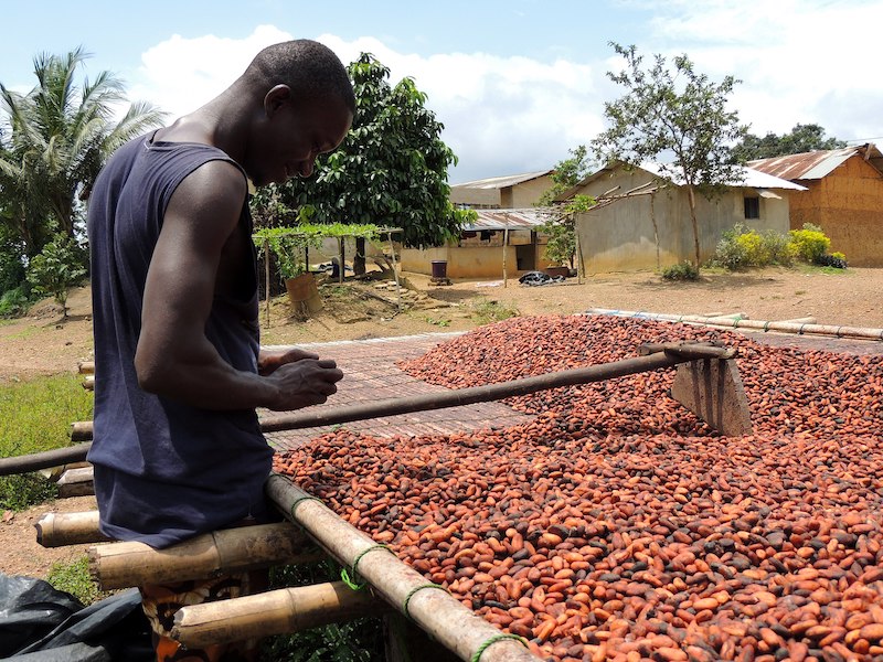 2560px Cultivateur de cacao 02