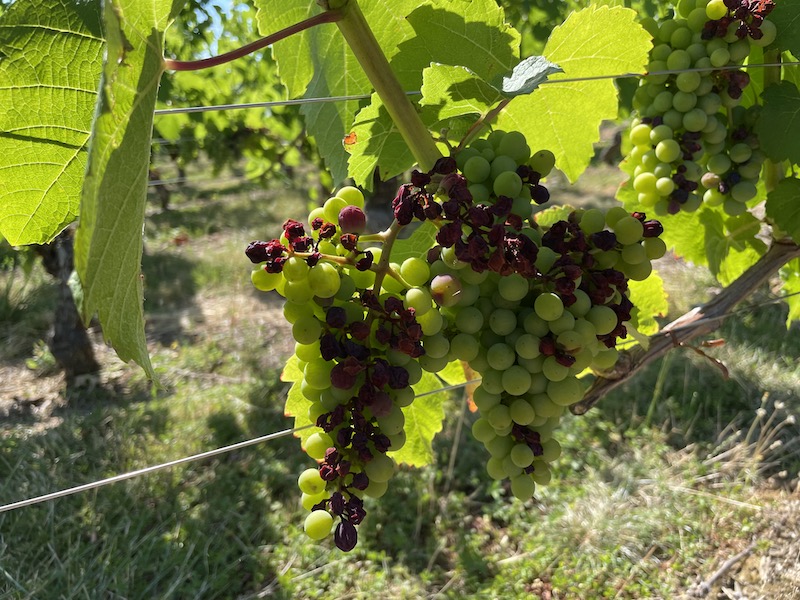 vigne close up ©Jeremy FLAMEN