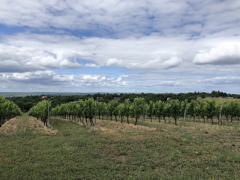 vigne ©Jeremy FLAMENT