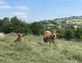 Aubras vaches ©Jérémy Flament
