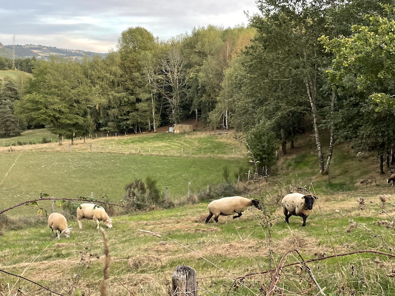 Mouton lozeère ©Jérémy Flament