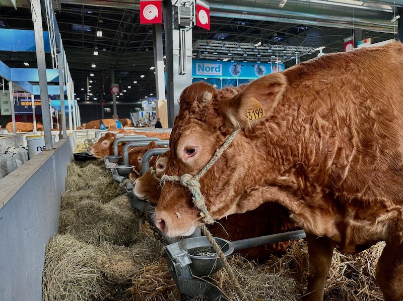 Vache aquitaine