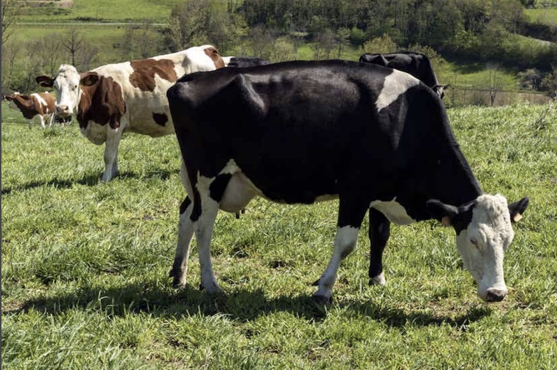 vaches ©Région Auvergne Rhône Alpes à 15.42.06