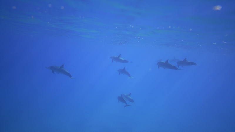 Nice Mipim 2024 dauphins