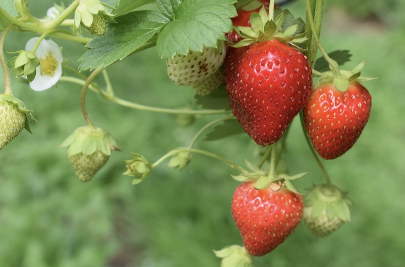 fraise2