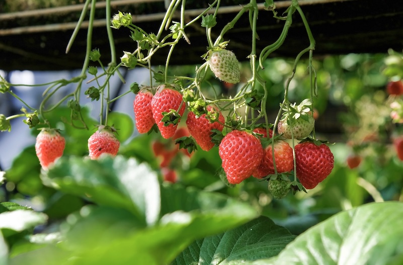 fraise4