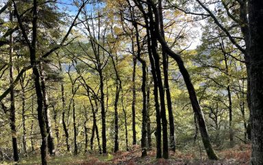 Bois Banassac Canilhac ©Jérémy Flament
