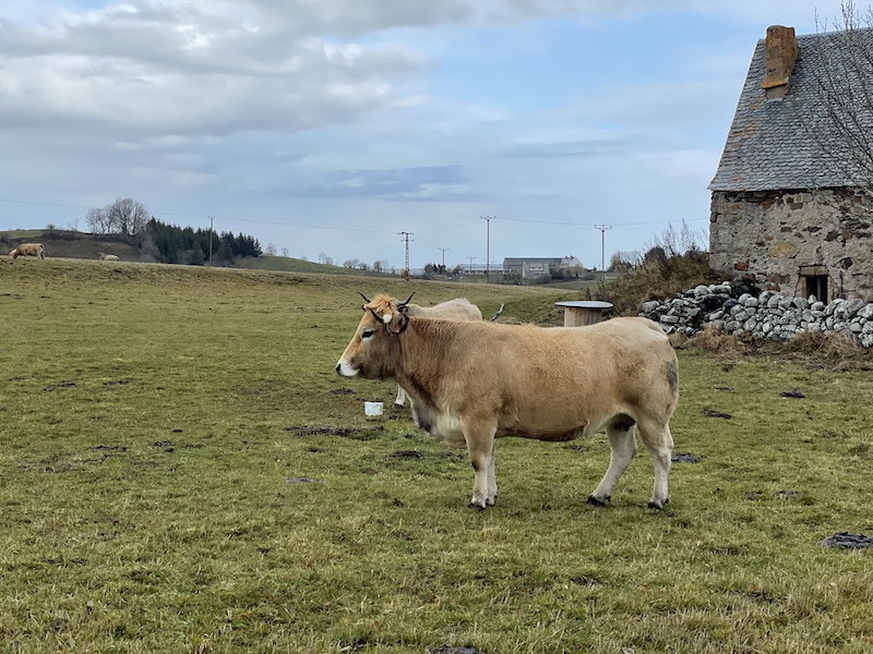 Buron vaches aubrac deroc©Jérémy Flament