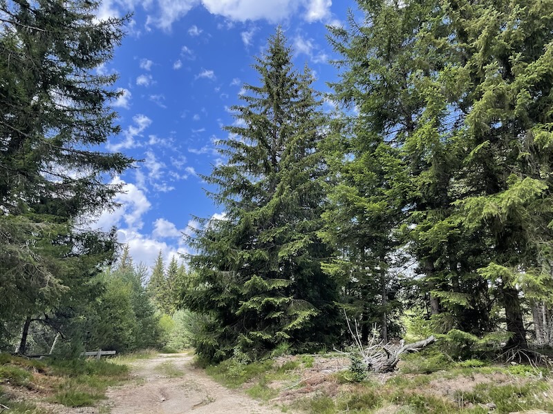 Camprieux Gard Foret ©Jérémy Flament