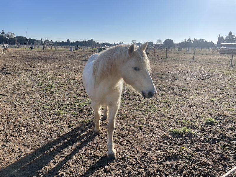Cheval camargue ©Jérémy Flament