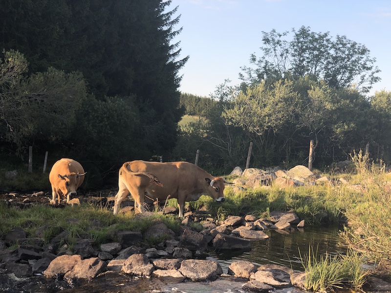 Vaches aubrac ©Jérémy Flament