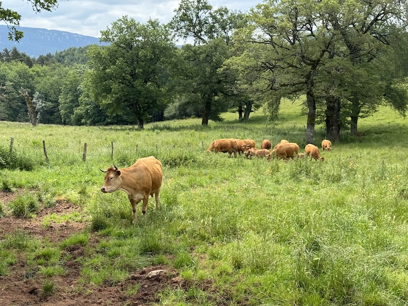 Vaches aveyron ©Jérémy Flament