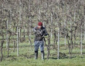Herault Vendanges solidaires emploi saisonnier viticole 1